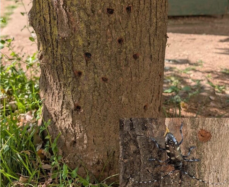 Immagine: Anoplophora glabripennis