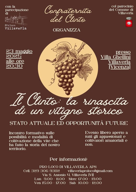 Il Clinto: la rinascita di un vitigno storico Il Clinto: la rinascita di un vitigno storico